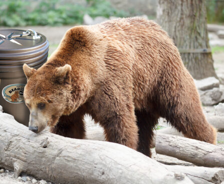 basic bear-resistant trash can