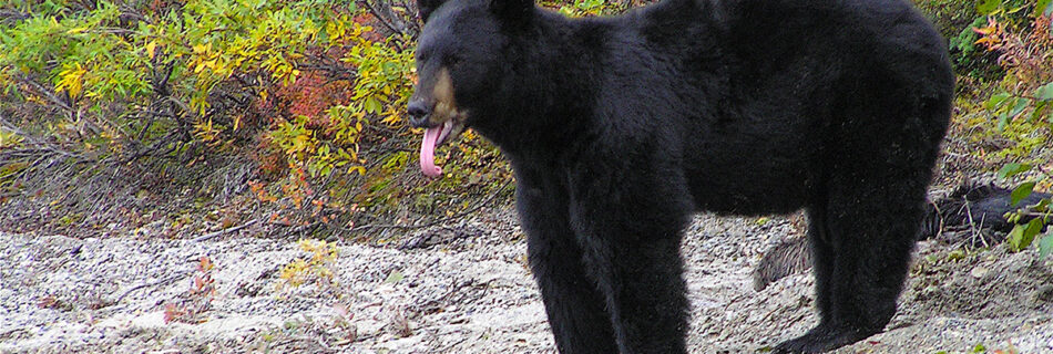 bear in neighborhood