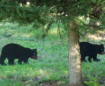 black bears in neighborhood