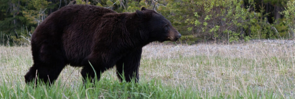 black bear