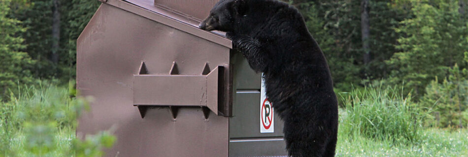 bearproof metal dumpsters