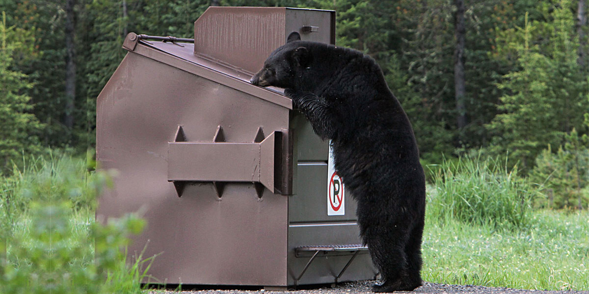 bearproof metal dumpsters